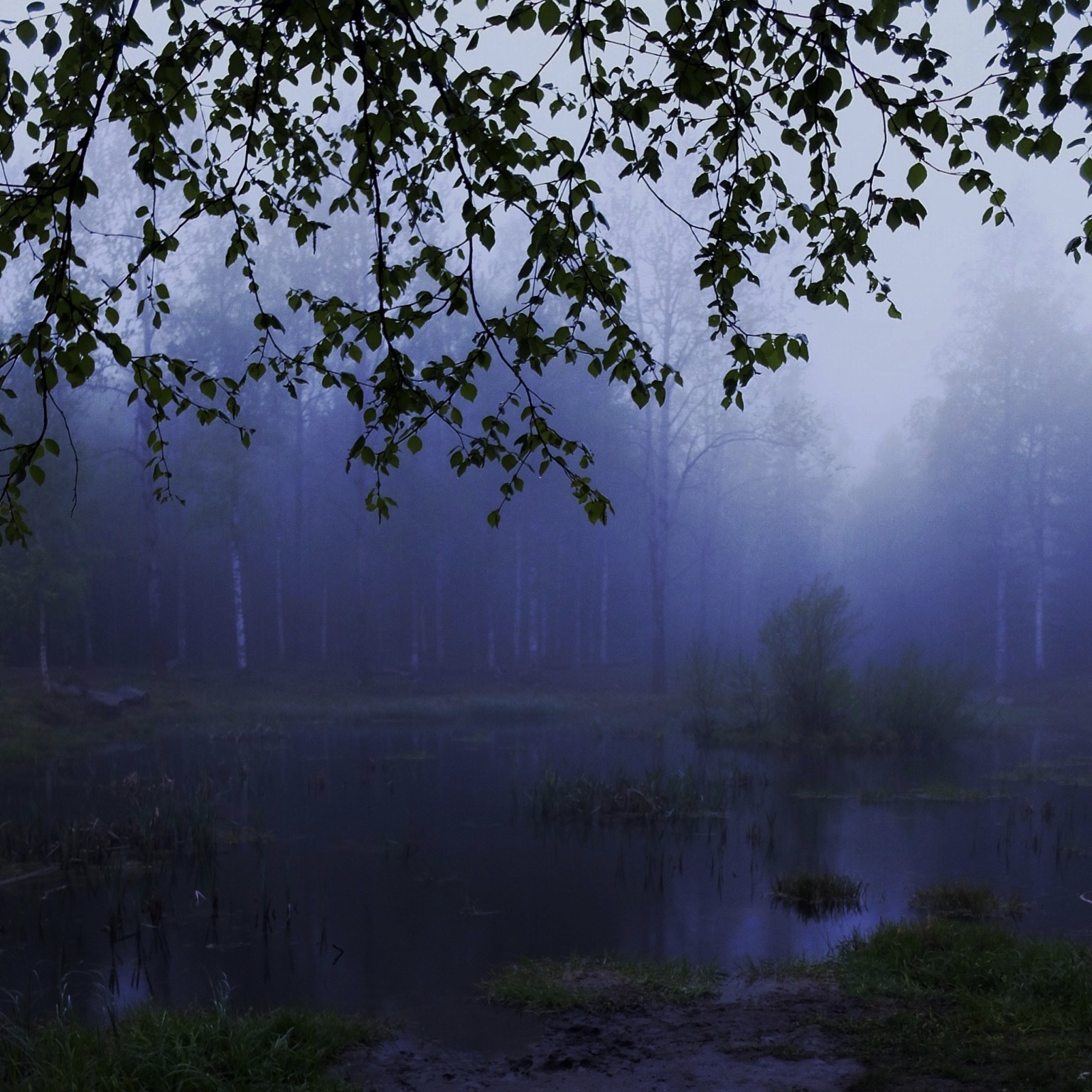 natt i skogen